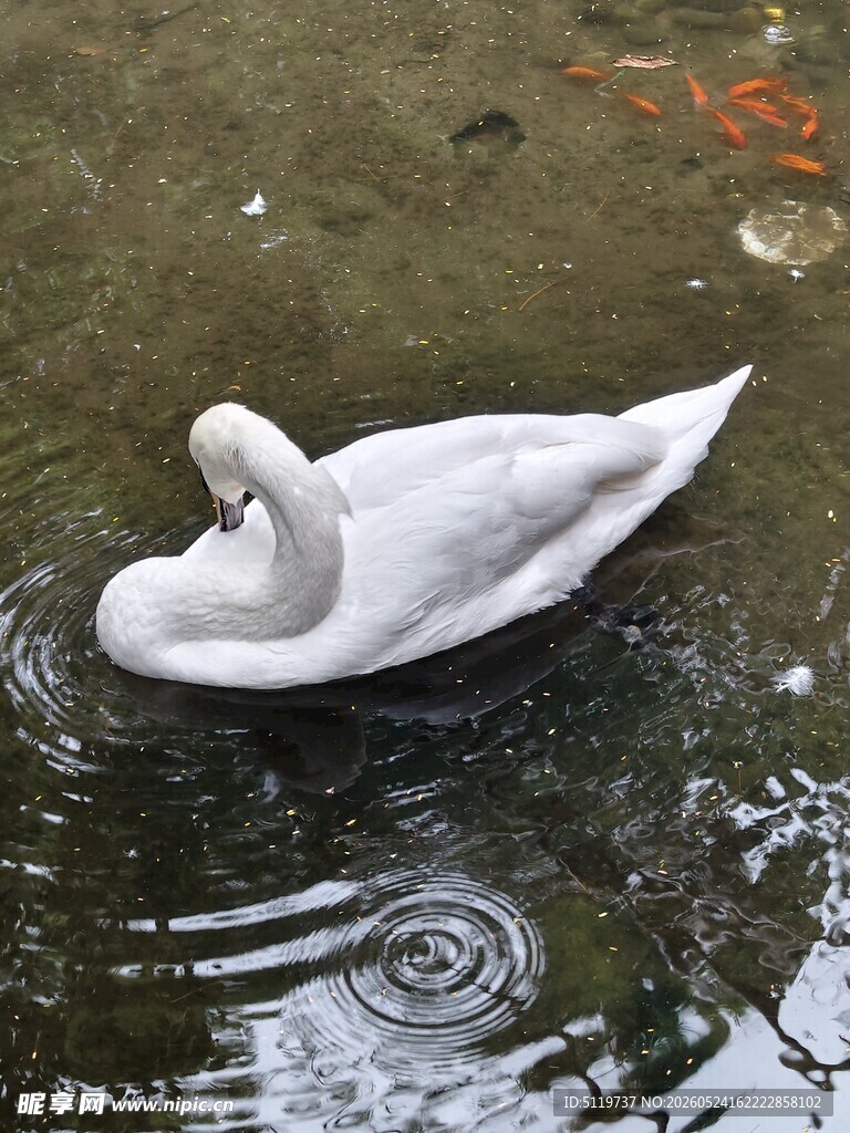 水中悠然的白天鹅