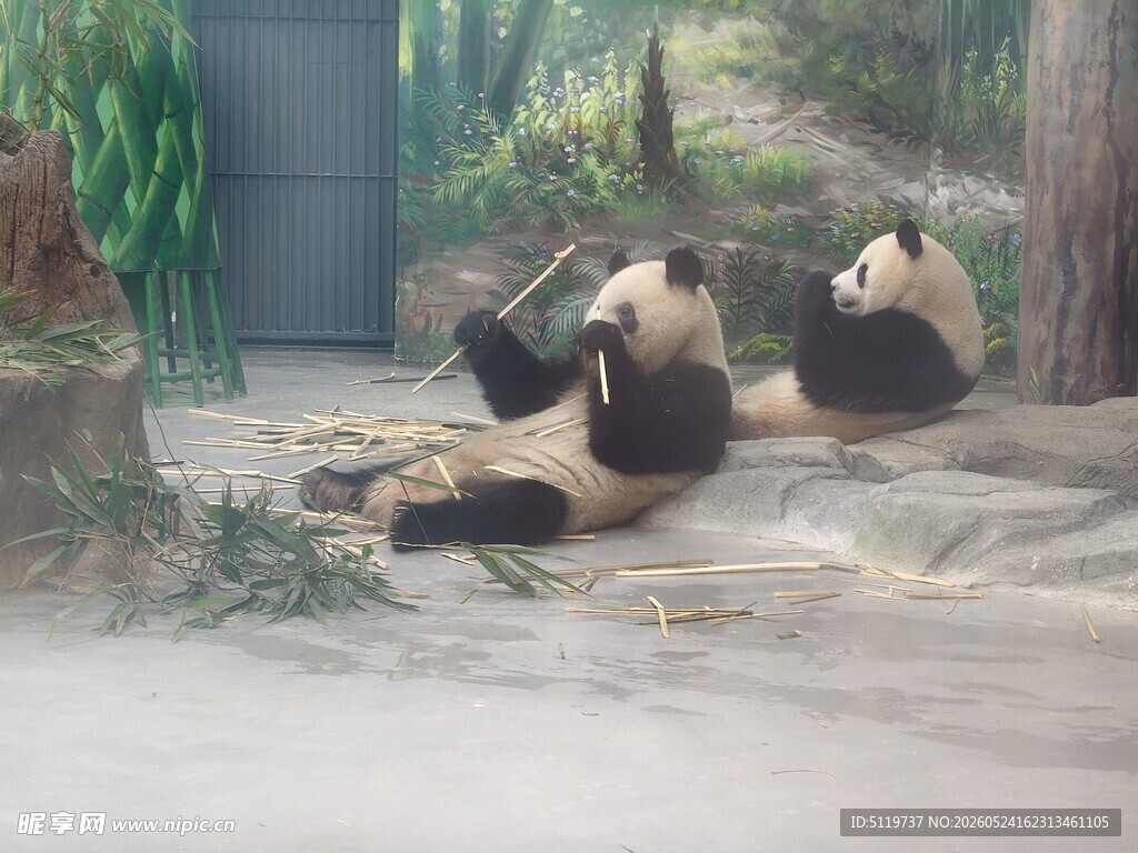 两只熊猫惬意享受时光