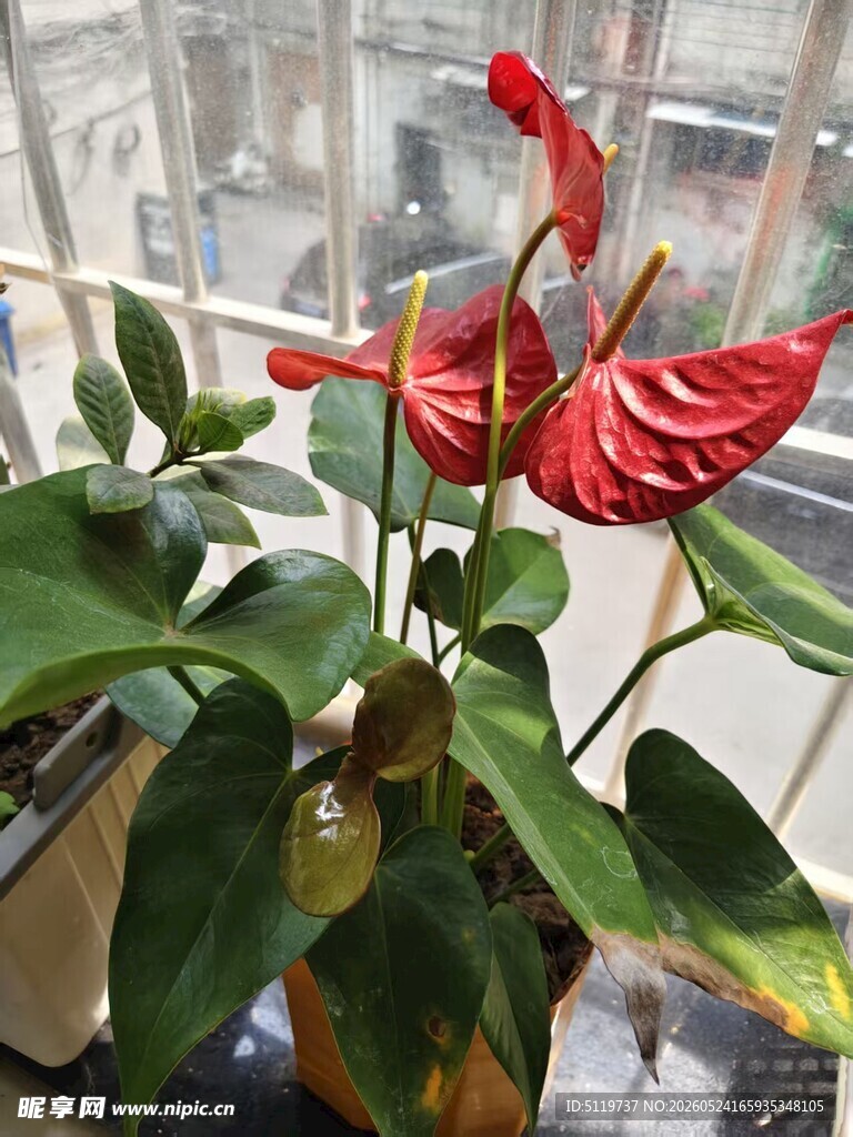 红掌