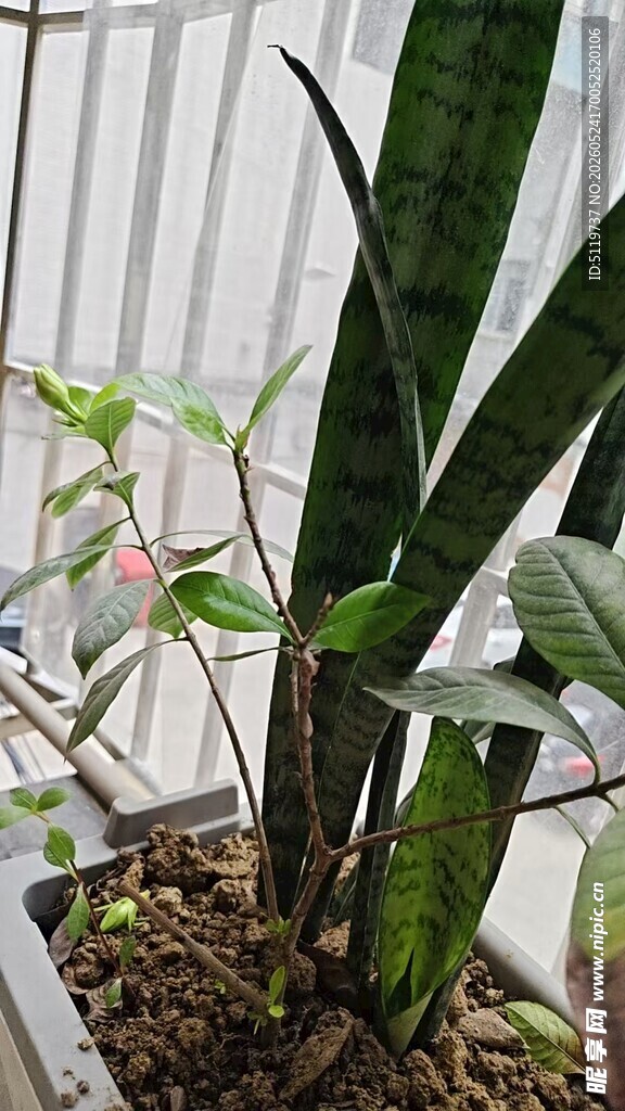 室内虎皮兰盆栽植物