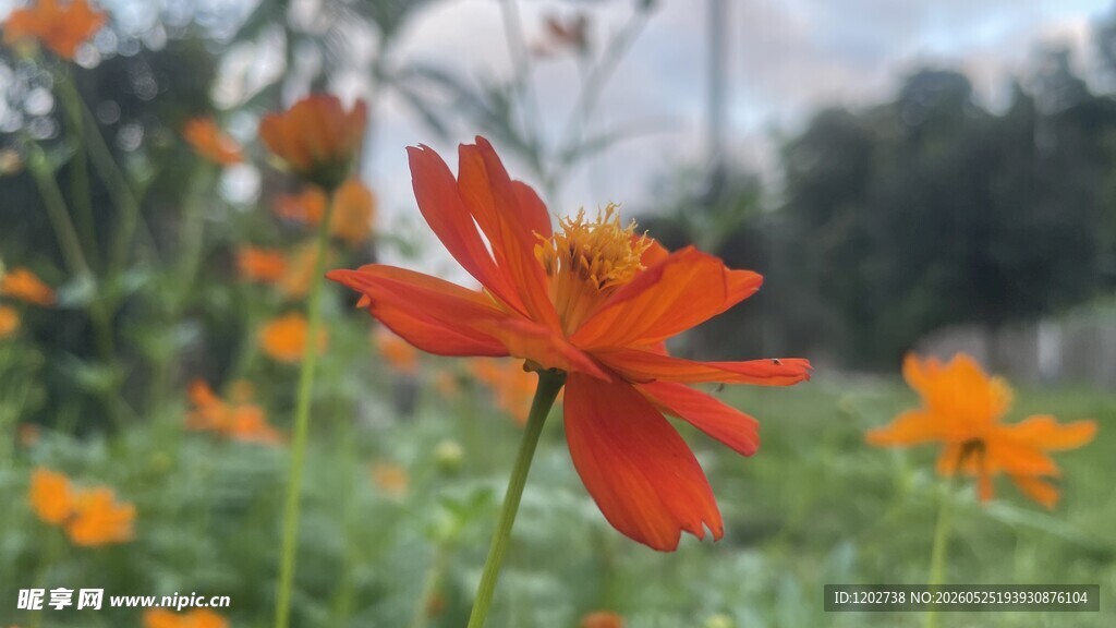 格桑花
