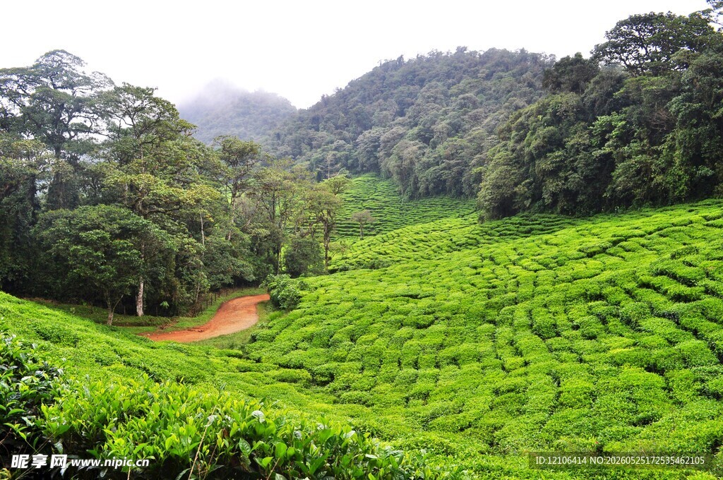 翠绿茶园与山林美景