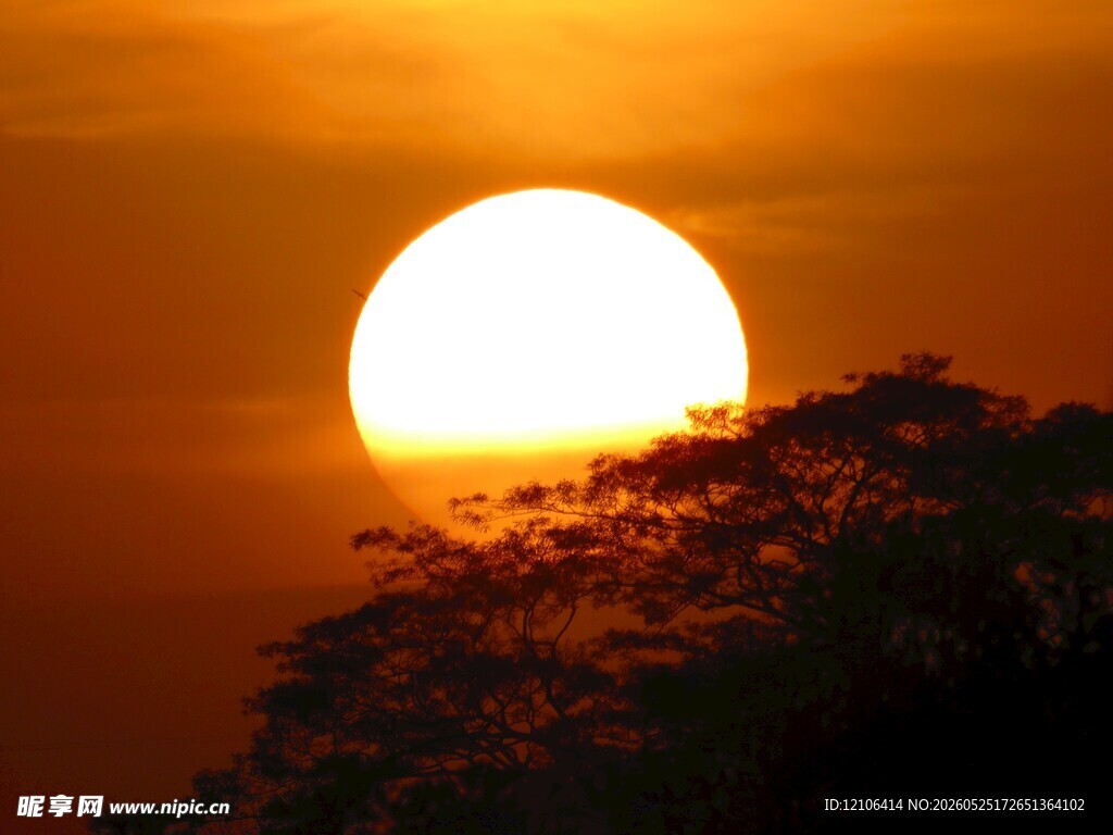 夕阳下的树梢剪影