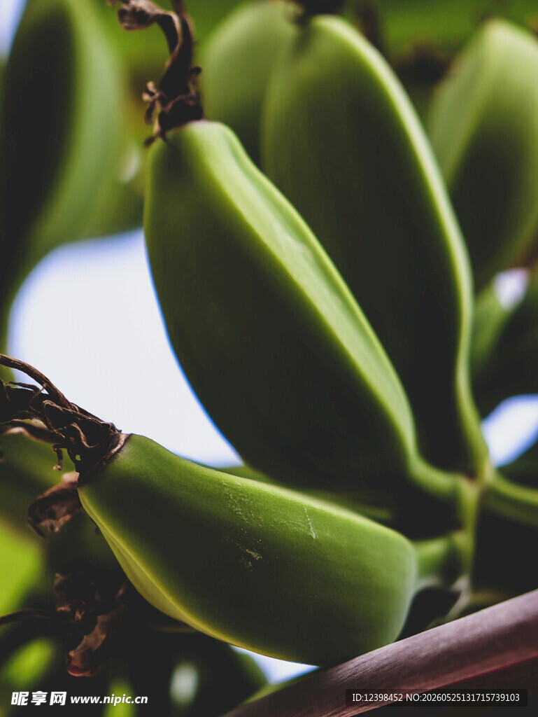 枝头青果