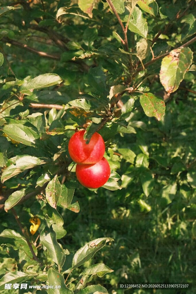 枝头红苹果
