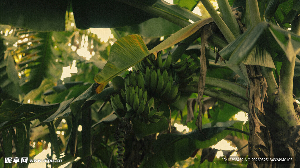 繁茂香蕉林