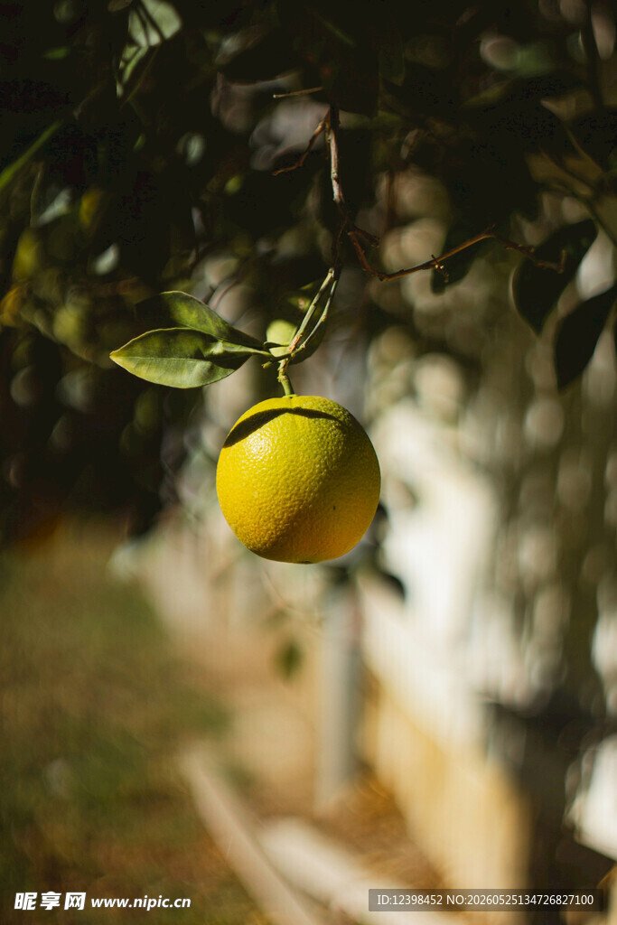 柑橘