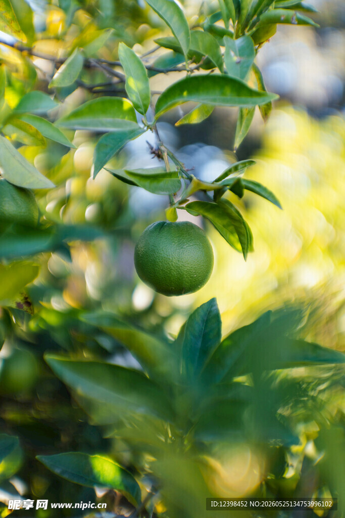 柑橘