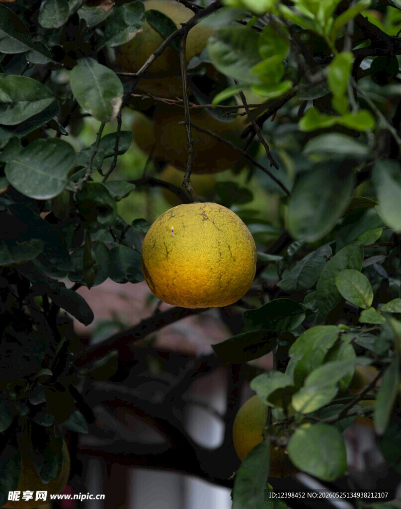 柠檬