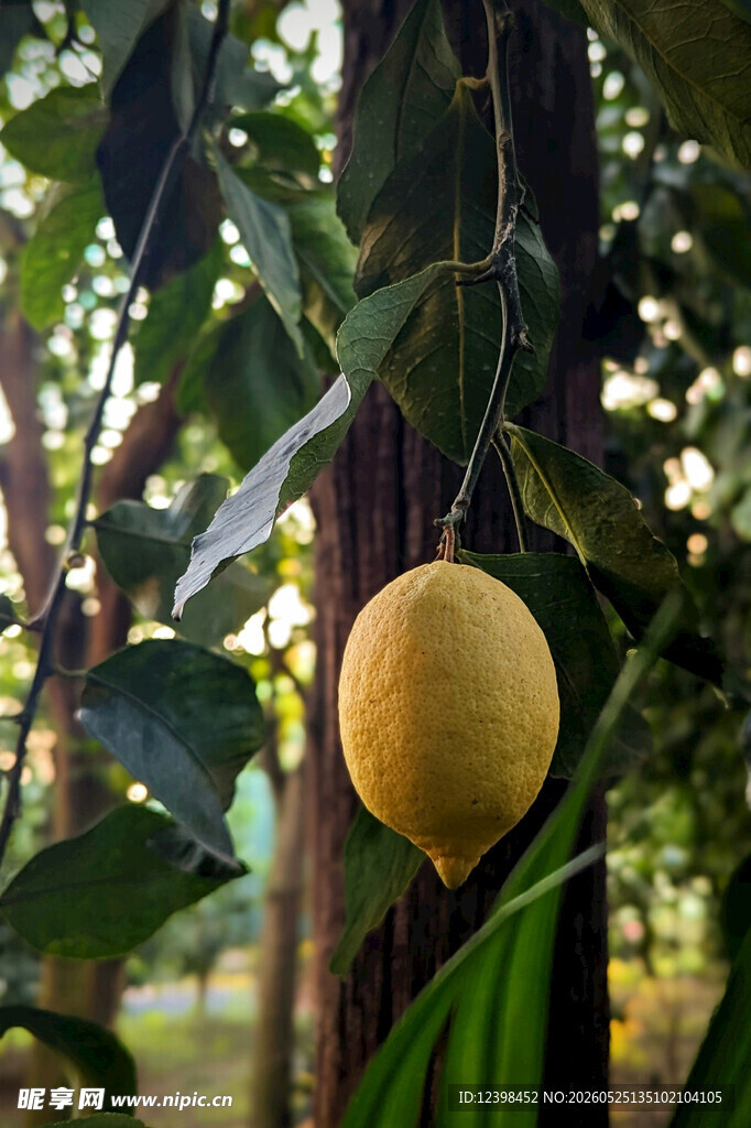 柠檬