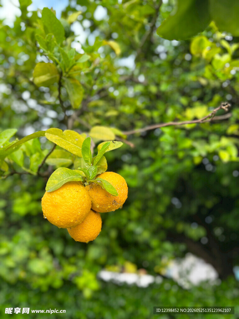柑橘