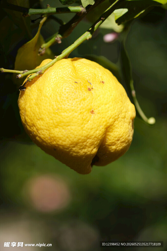 柠檬