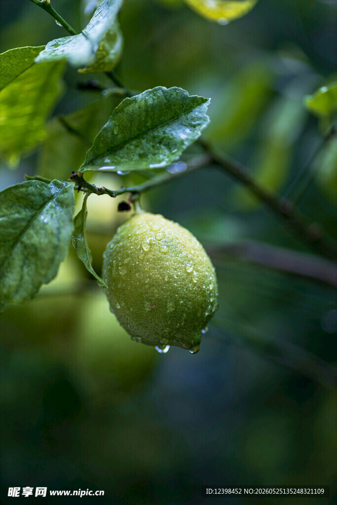 青柠檬