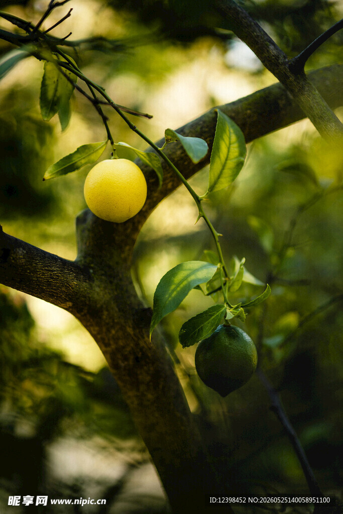黄苹果