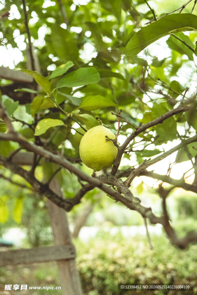 枝头挂着的青苹果