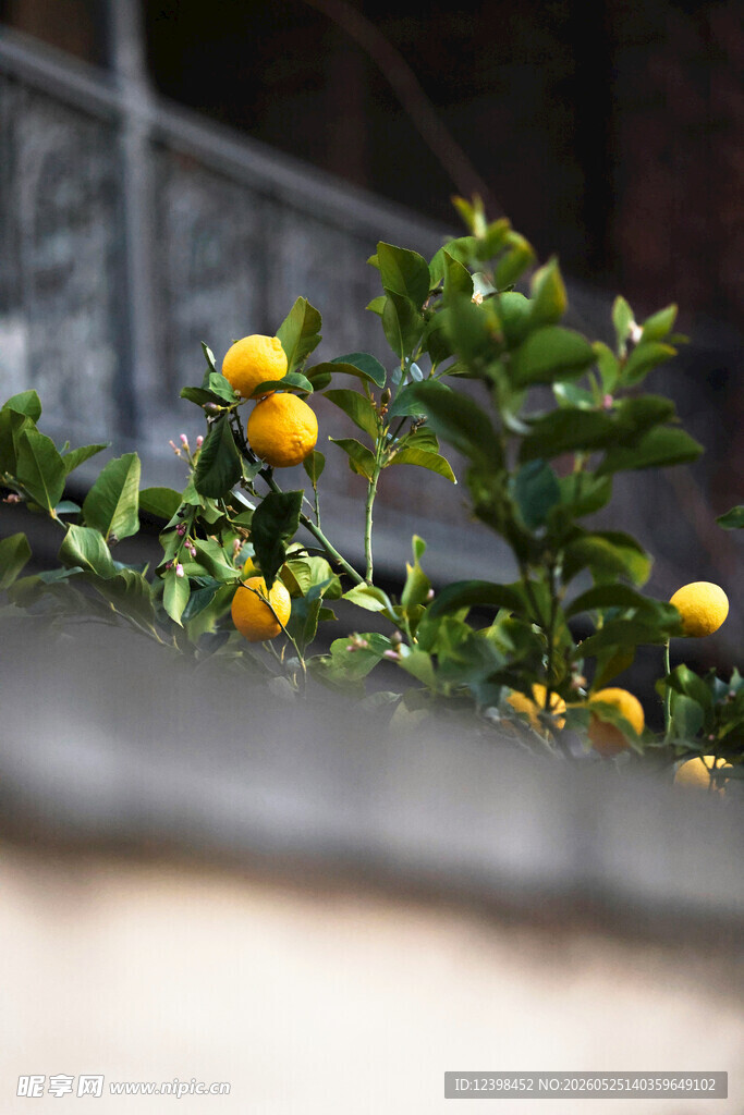 柠檬