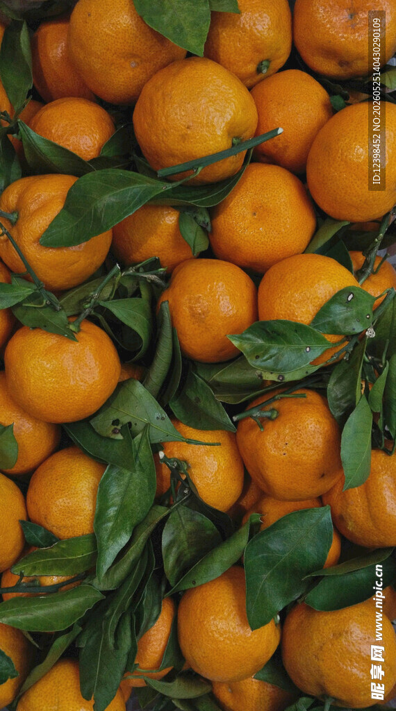 柑橘