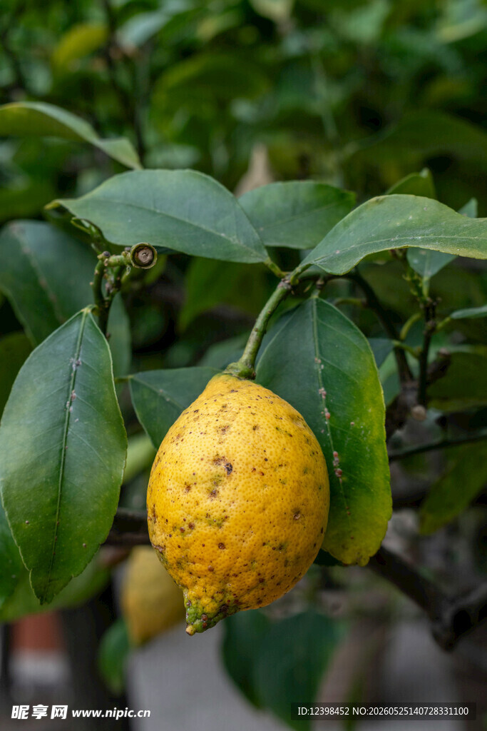柠檬