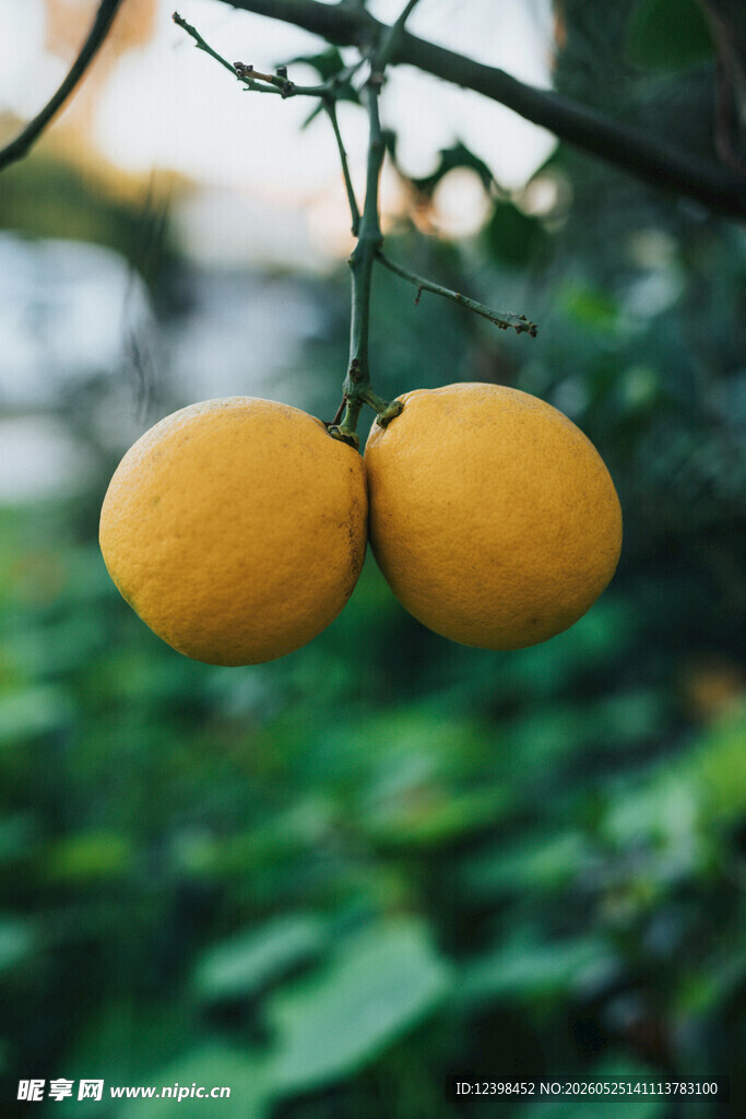 柠檬