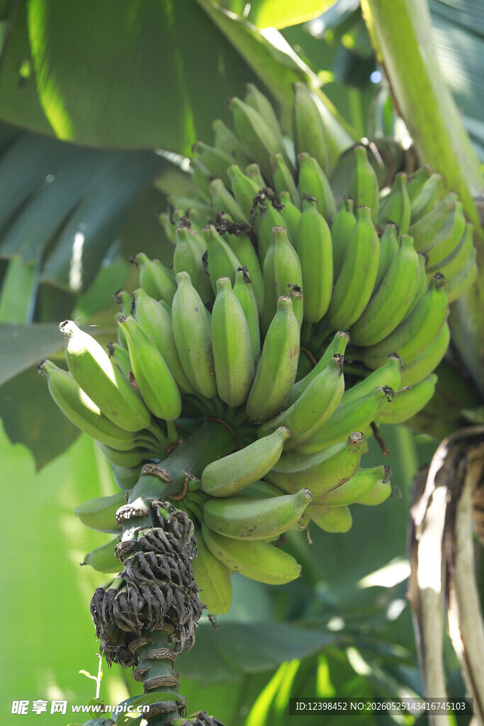 树上成串的青香蕉