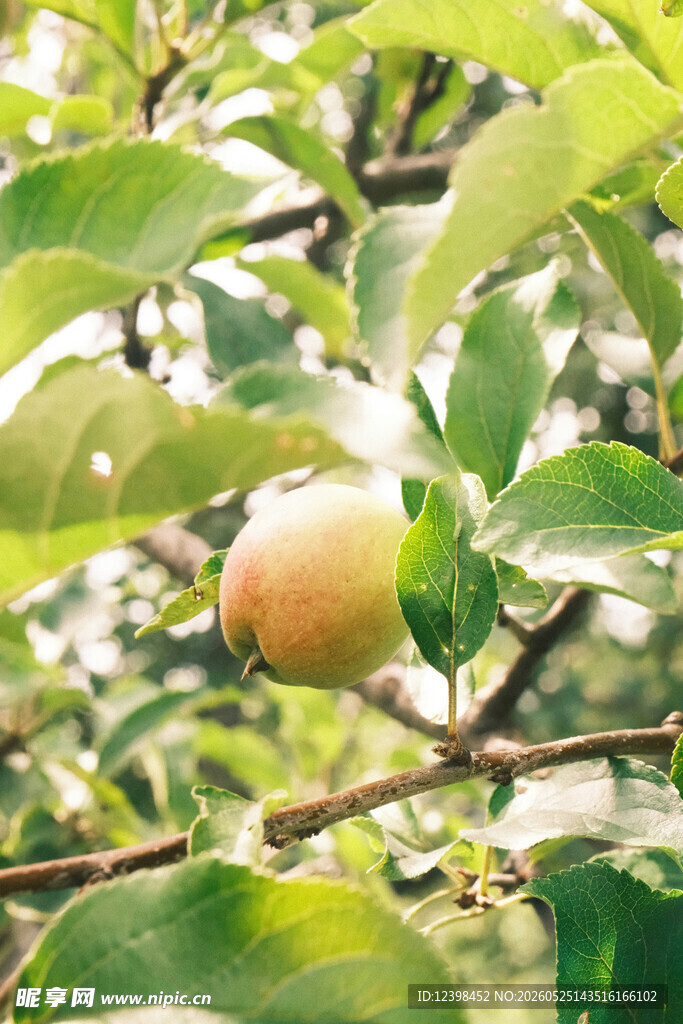 枝头青苹果