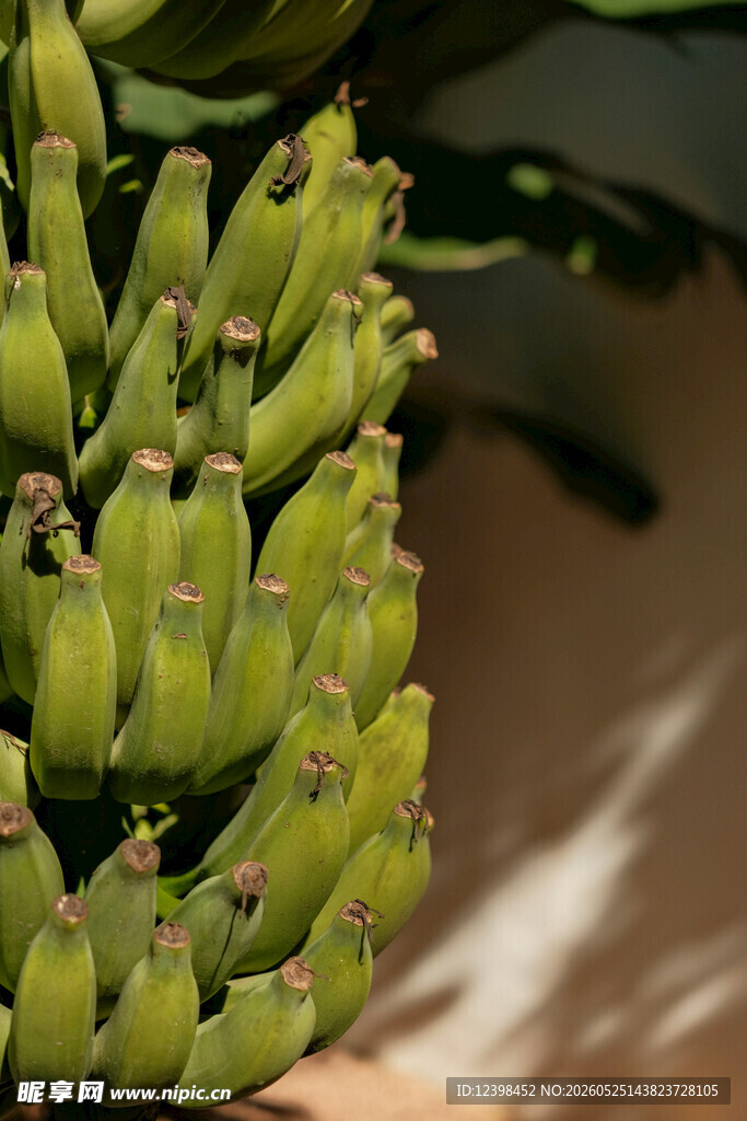 一串青绿的未成熟香蕉
