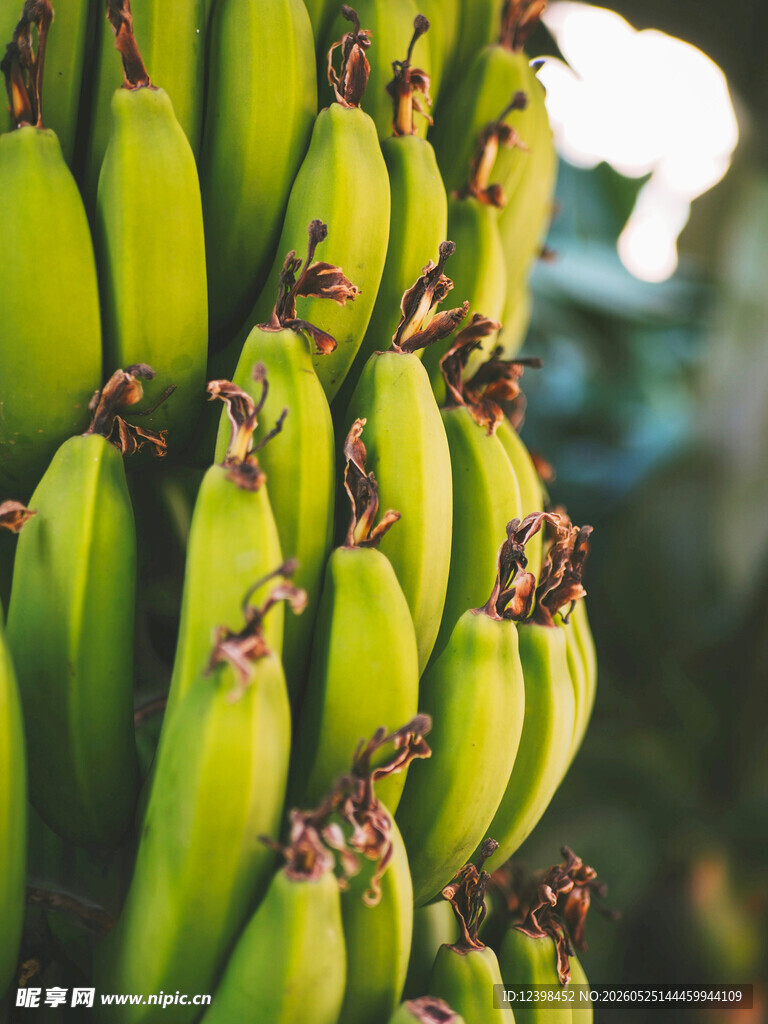 一串鲜绿的未成熟香蕉