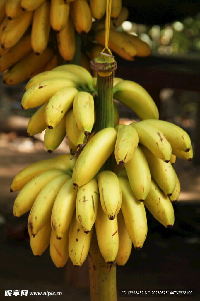 一串饱满的黄色香蕉