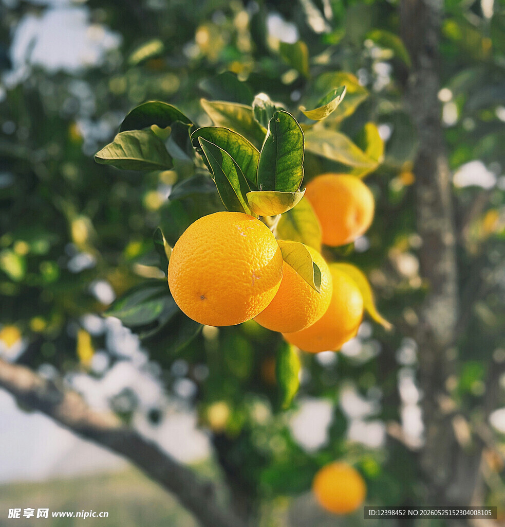 枝头饱满的金黄柑橘
