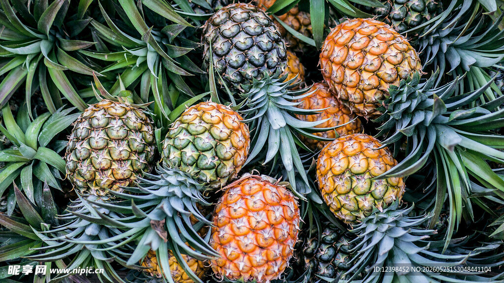 新鲜多彩菠萝堆叠