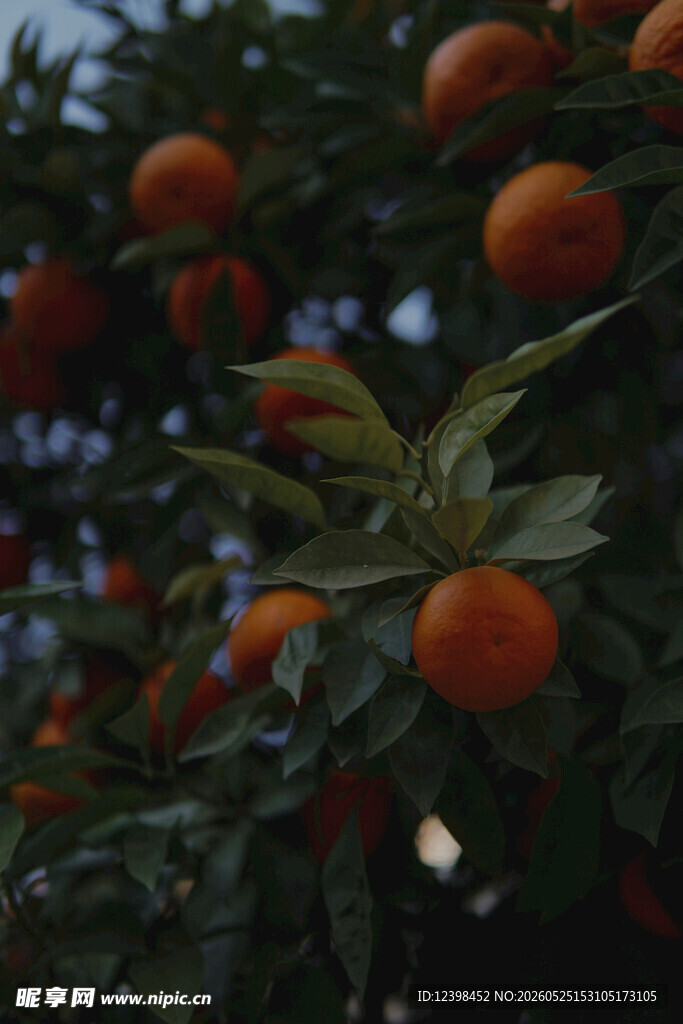 枝头挂满饱满的橙色果实