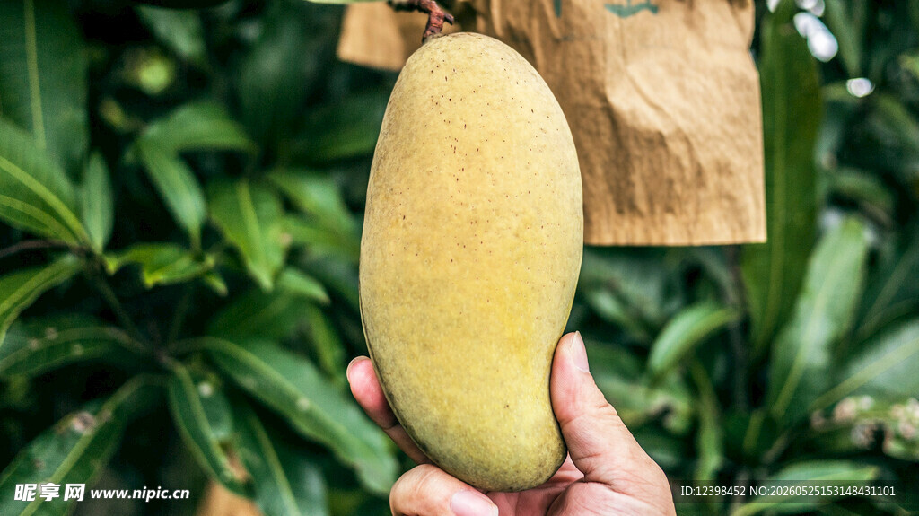 手捧鲜黄饱满大芒果