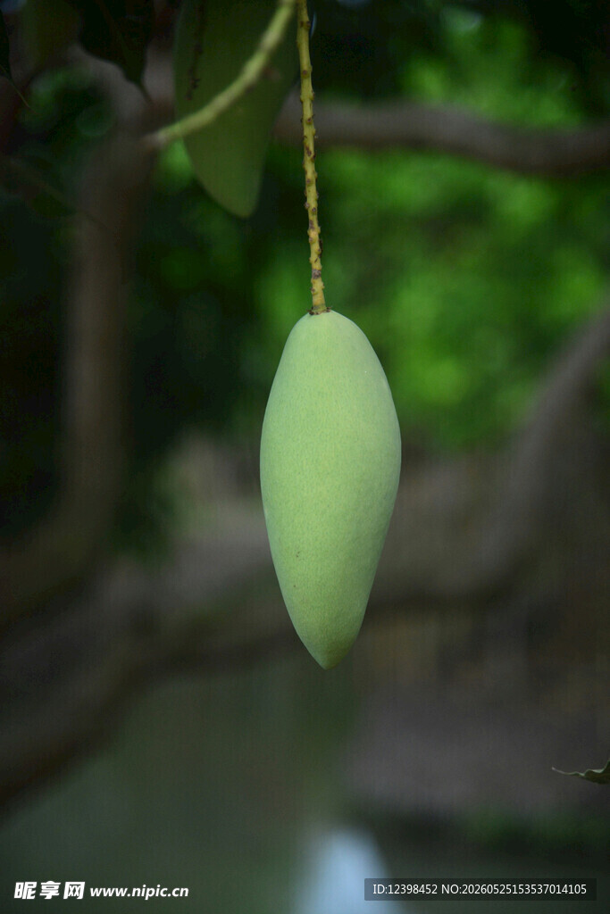 悬挂枝头的青芒果