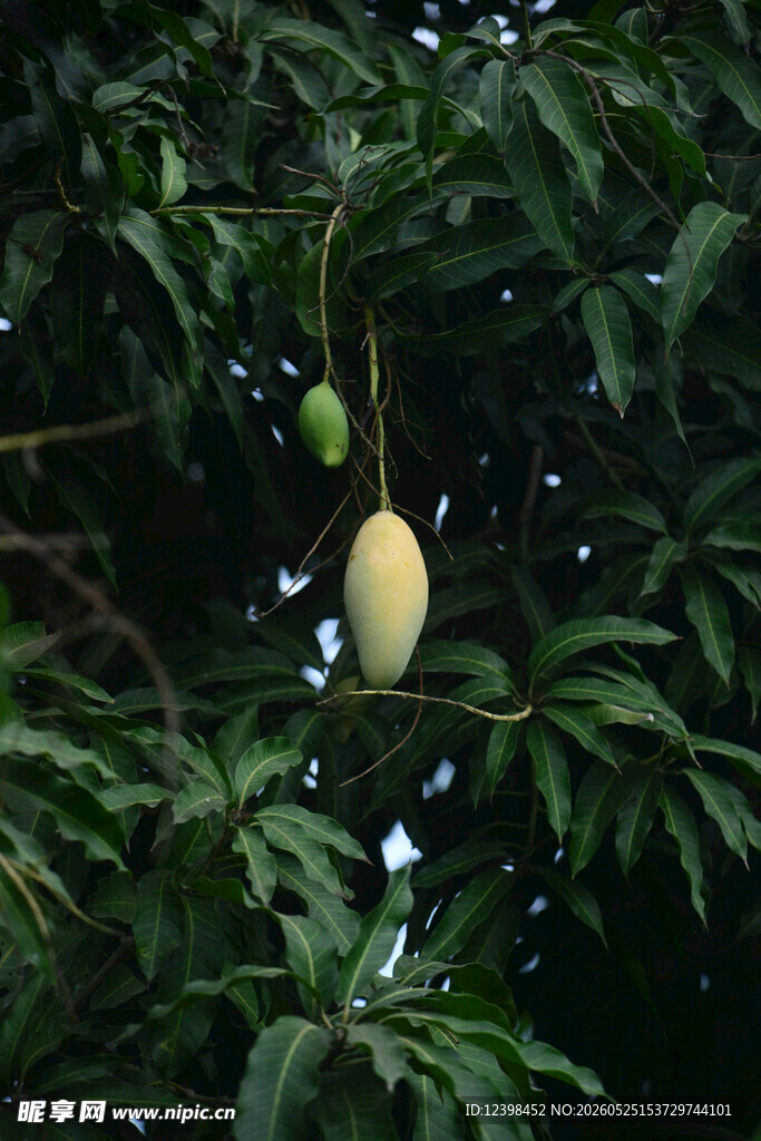 枝头挂着的成熟芒果