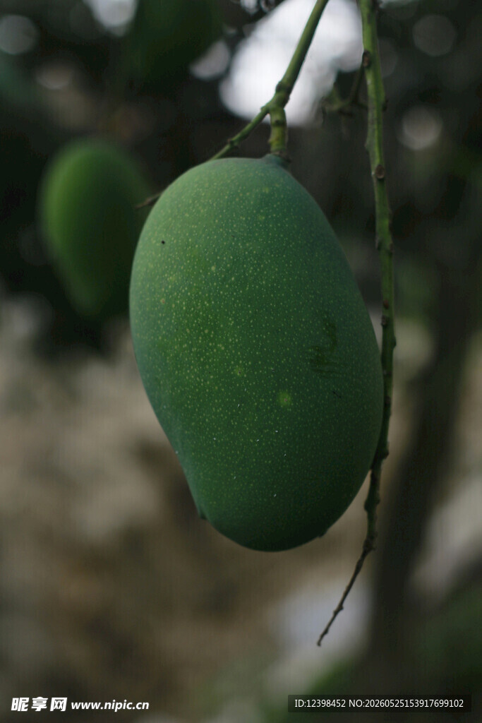 枝头青芒
