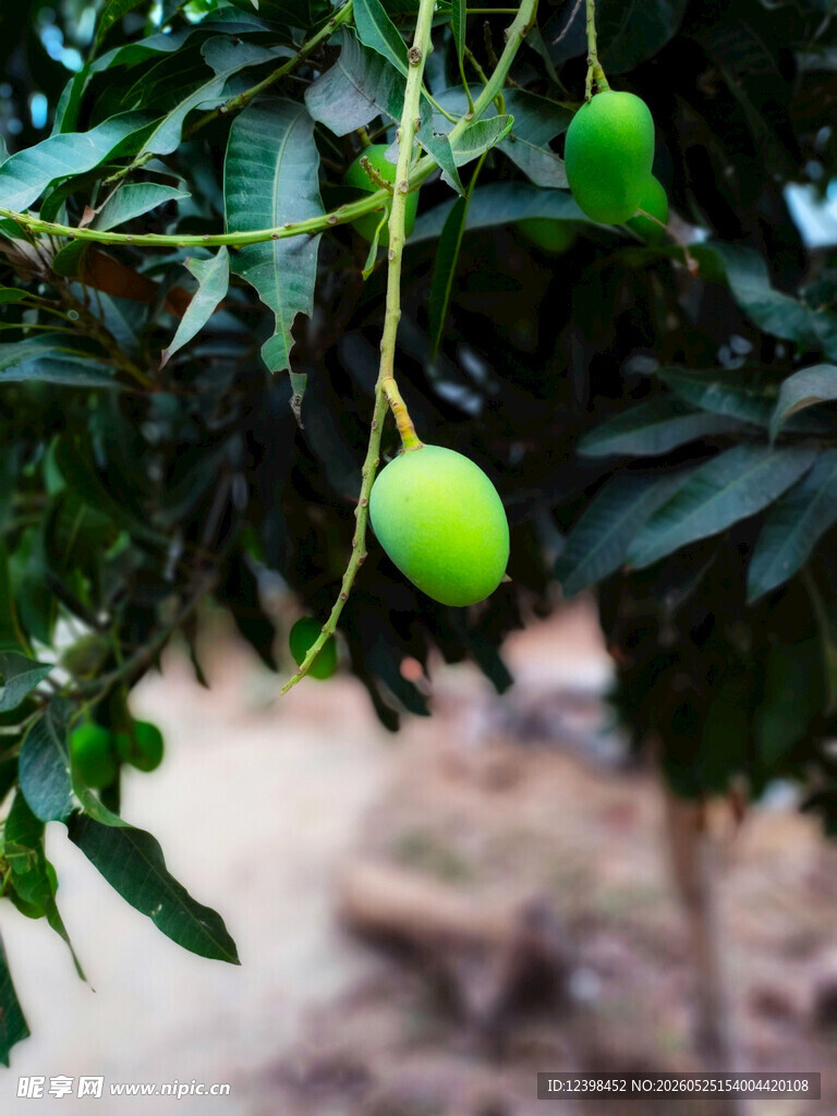 枝头青芒待熟