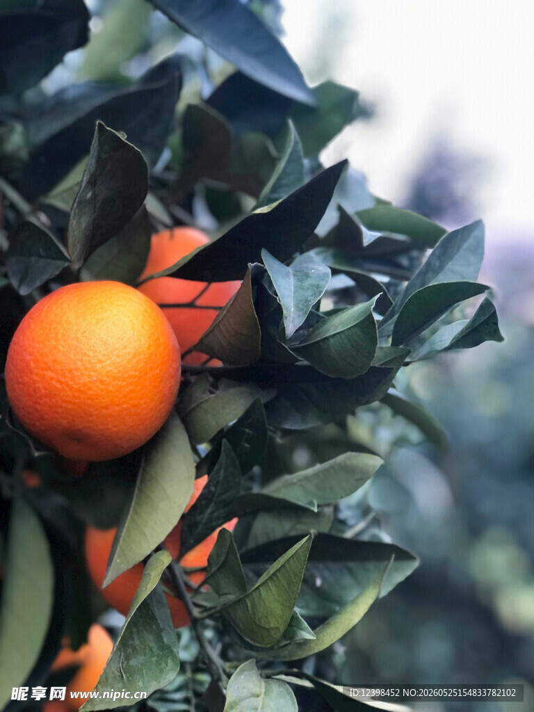 枝头饱满的新鲜橙子
