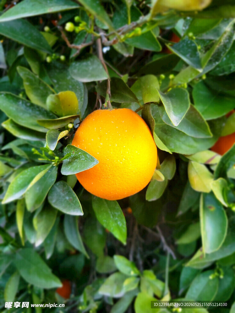 枝头黄橙