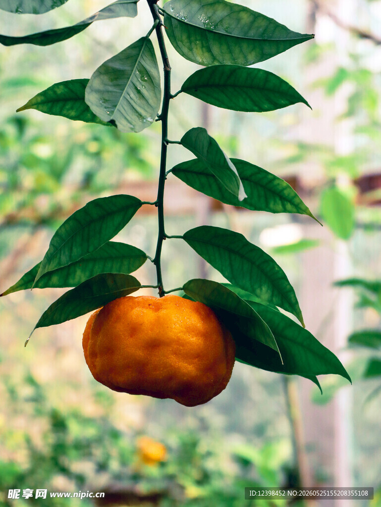 枝头悬挂的饱满橙色果实