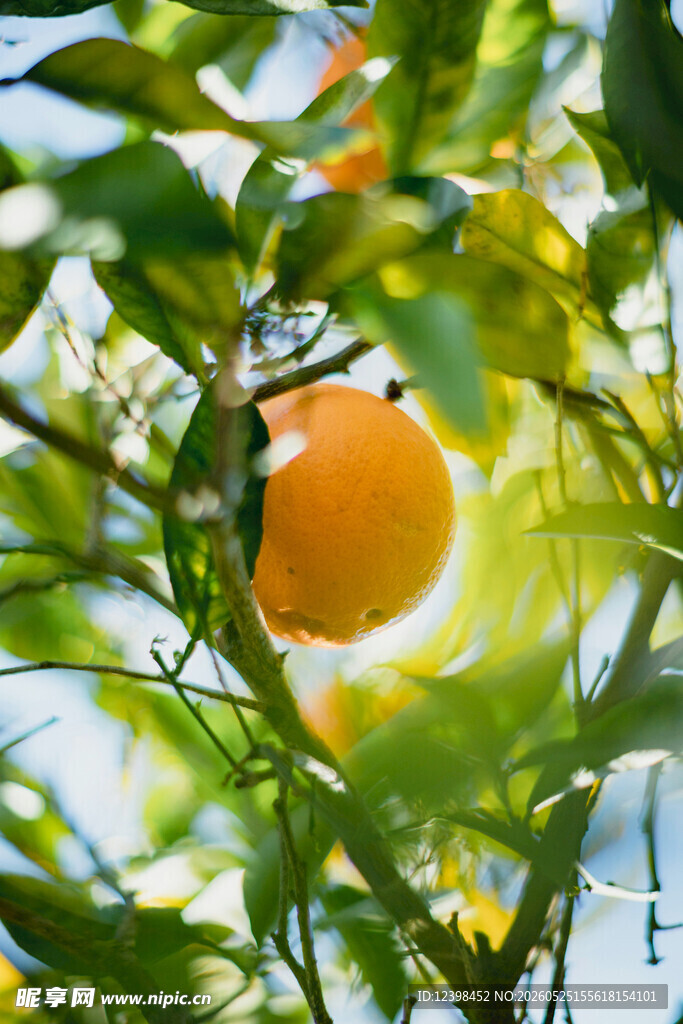阳光下枝头的饱满橙子