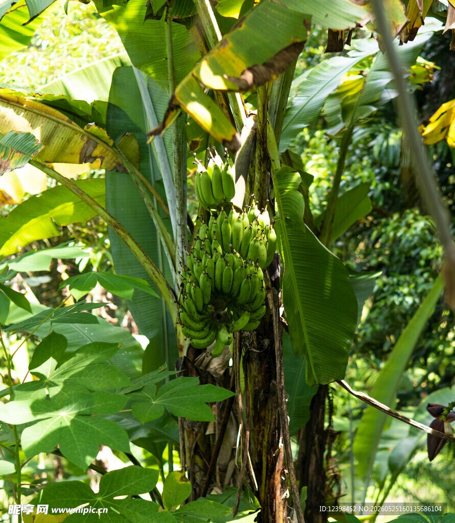 野外生长的奇特绿色植物