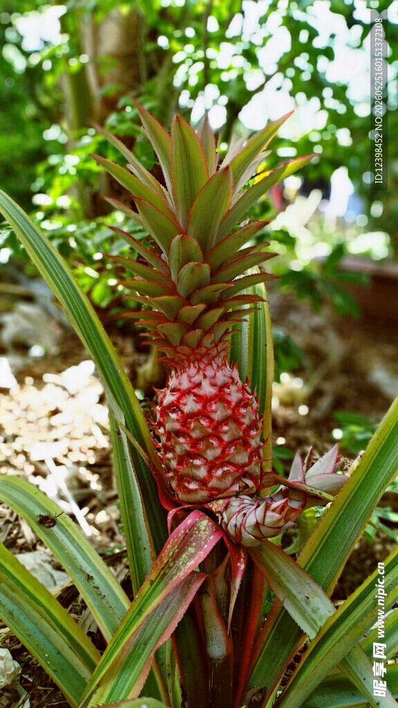 生长中的新鲜菠萝
