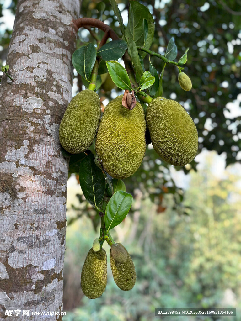 菠萝蜜
