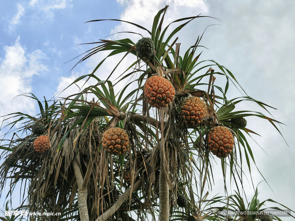 树上的菠萝果实