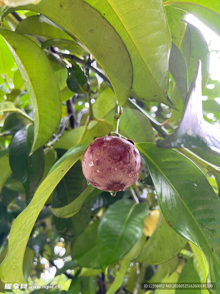 树上的红紫色果实
