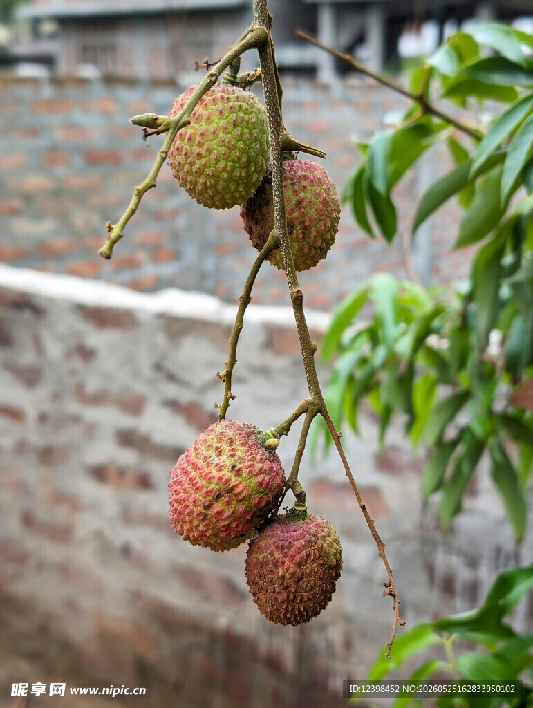枝头挂着饱满新鲜荔枝