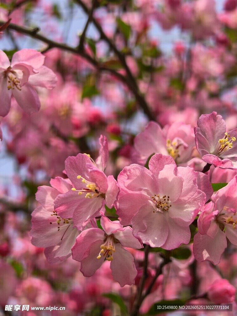 春日绽放的粉嫩海棠花
