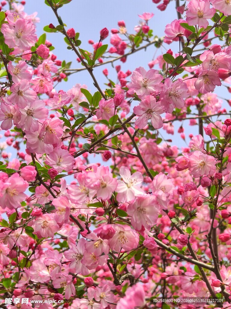 烂漫粉色樱花绽放枝头