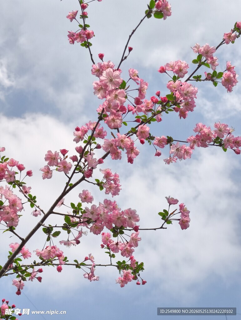 枝头绽放的粉嫩春花