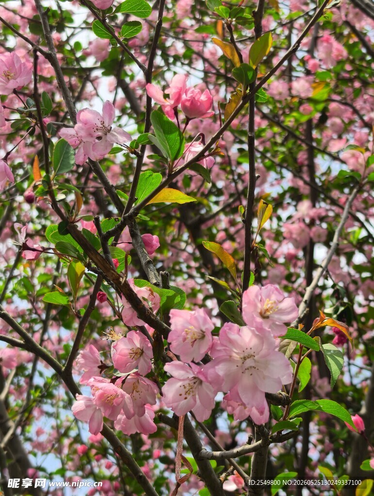 盛开的粉色繁花